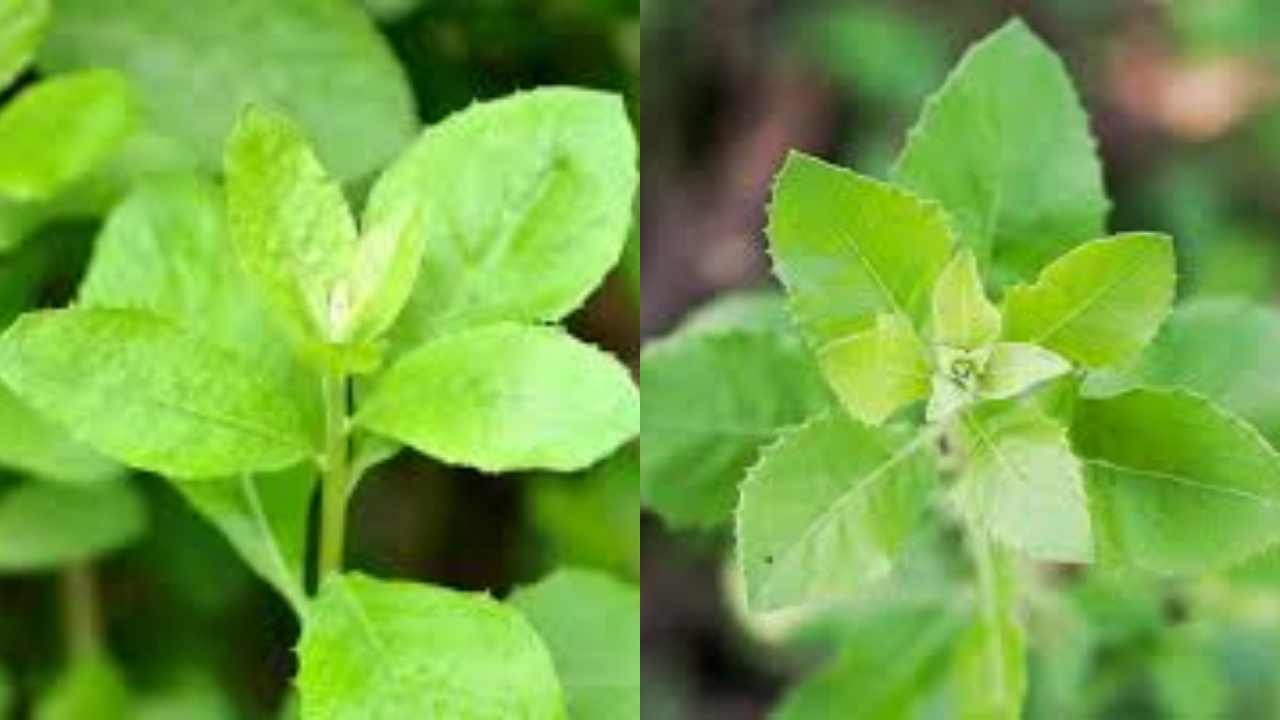 Yakin Gak Mau Coba! Manfaat Daun Beluntas Untuk Kesehatan Tubuh Yang Luar Biasa