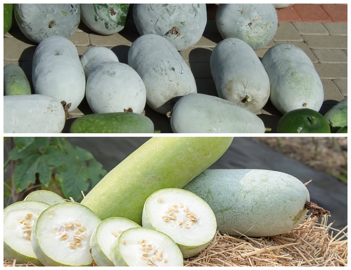 Manfaat Buah Kundur untuk Kesehatan Tubuh: Rahasia Alami Menjaga Tekanan Darah, Berat Badan, dan Daya Tahan