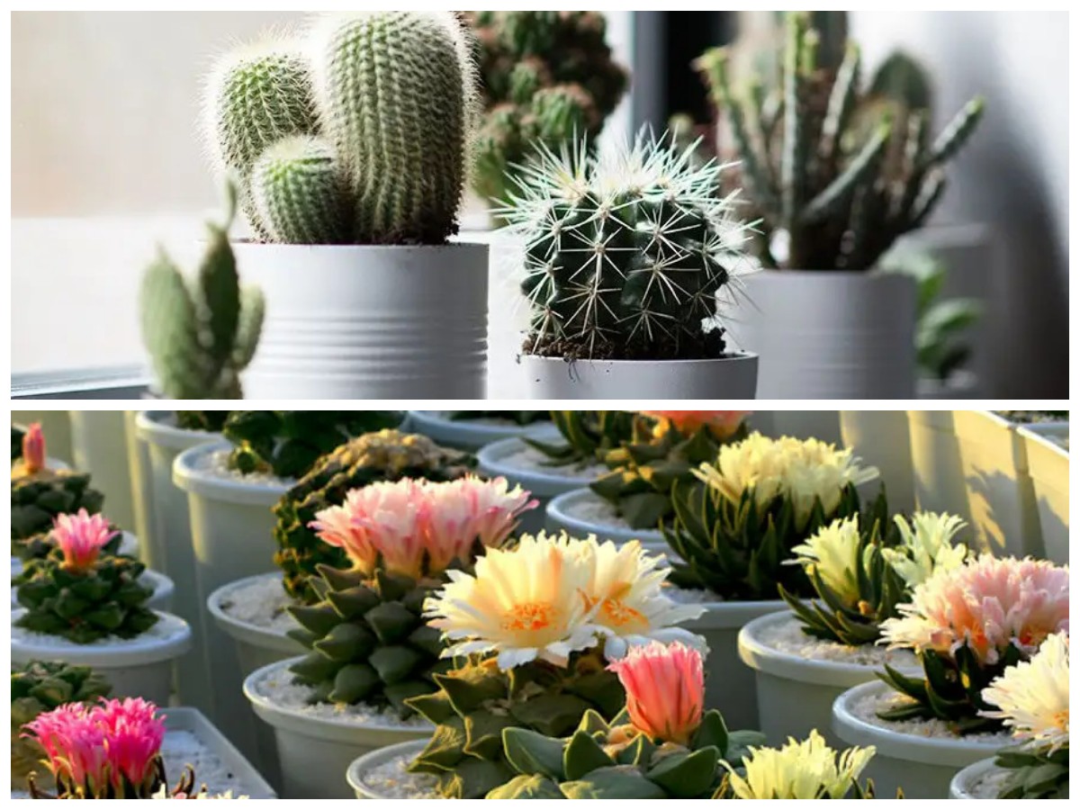 Bikin Rumah Minimalis Makin Estetik, Ini 5 Jenis Kaktus Cantik untuk Dekorasi
