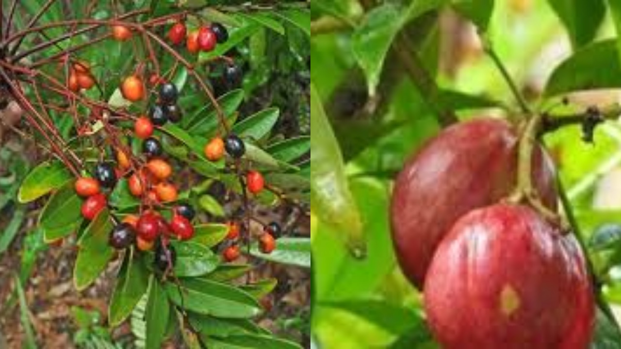 Inilah Beragam Manfaat Buah Pasak Bumi Untuk Kesehatan Tubuh Yang Jarang Diketahui!