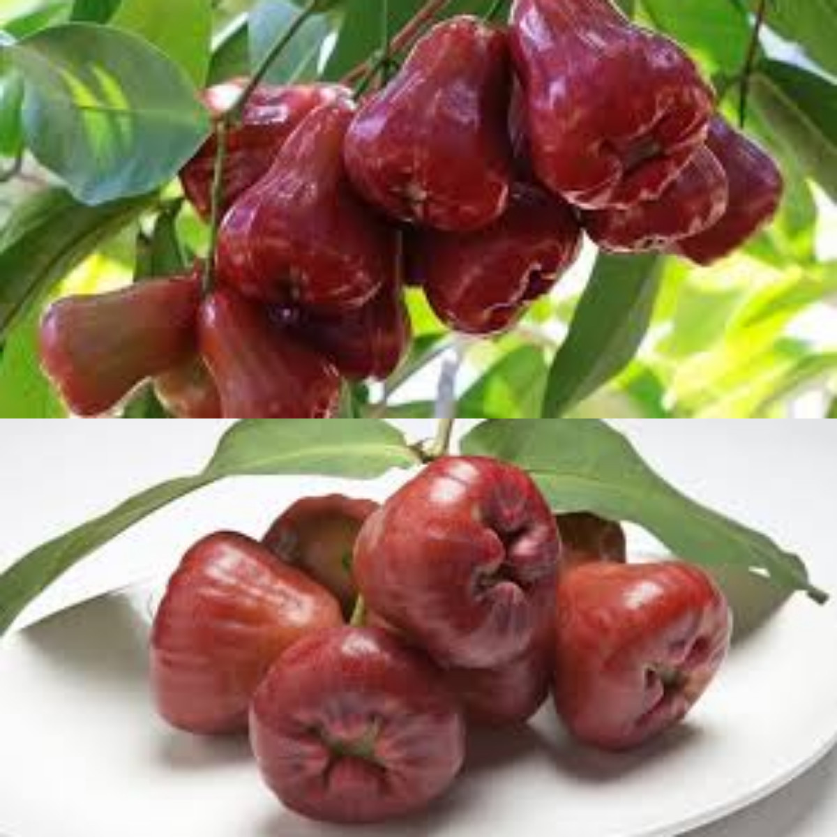 7 Khasiat Jambu Air untuk Kesehatan, Manis dan Bernutrisi!