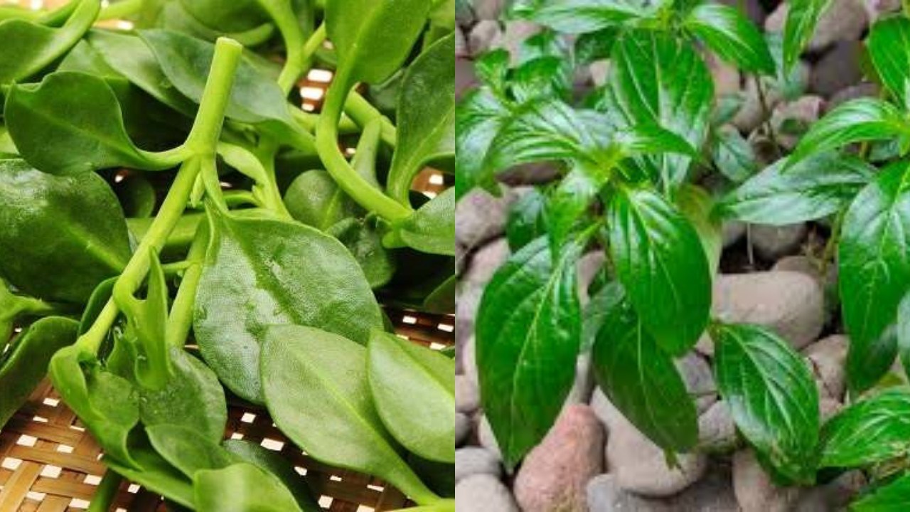 Rahasia Sambiloto, Tanaman Pahit dengan Segudang Manfaat bagi Kesehatan Tubuh!