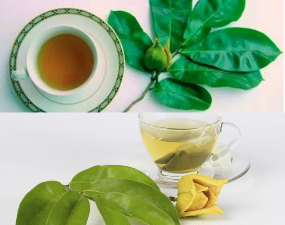 5 Manfaat Daun Sirsak untuk Kesehatan, dari Atasi Radikal Bebas hingga Potensi Lawan Kanker!