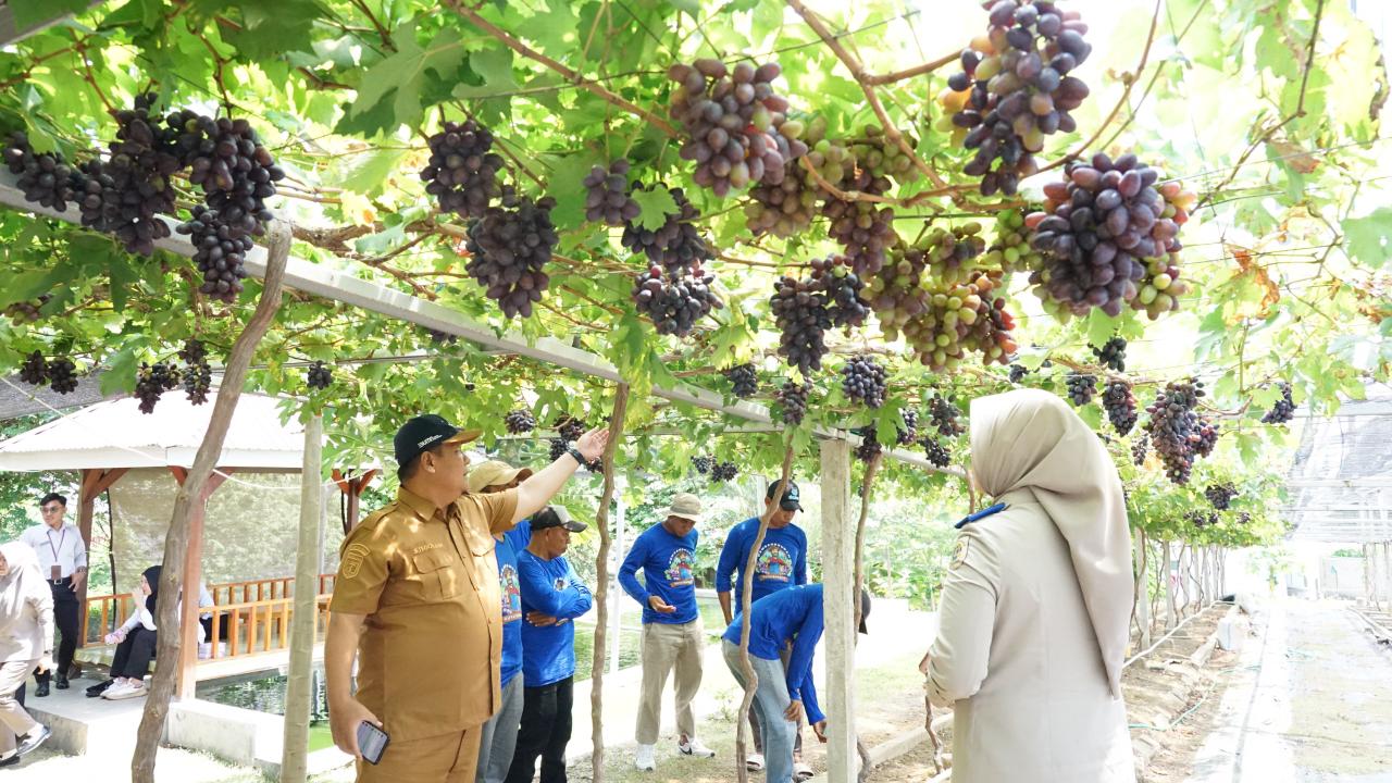 Bangkit Pasca Penataan, Kebun Anggur Duyu Menjadi Ikon Agrowisata Baru Kota Palu Berkat Peran GTRA