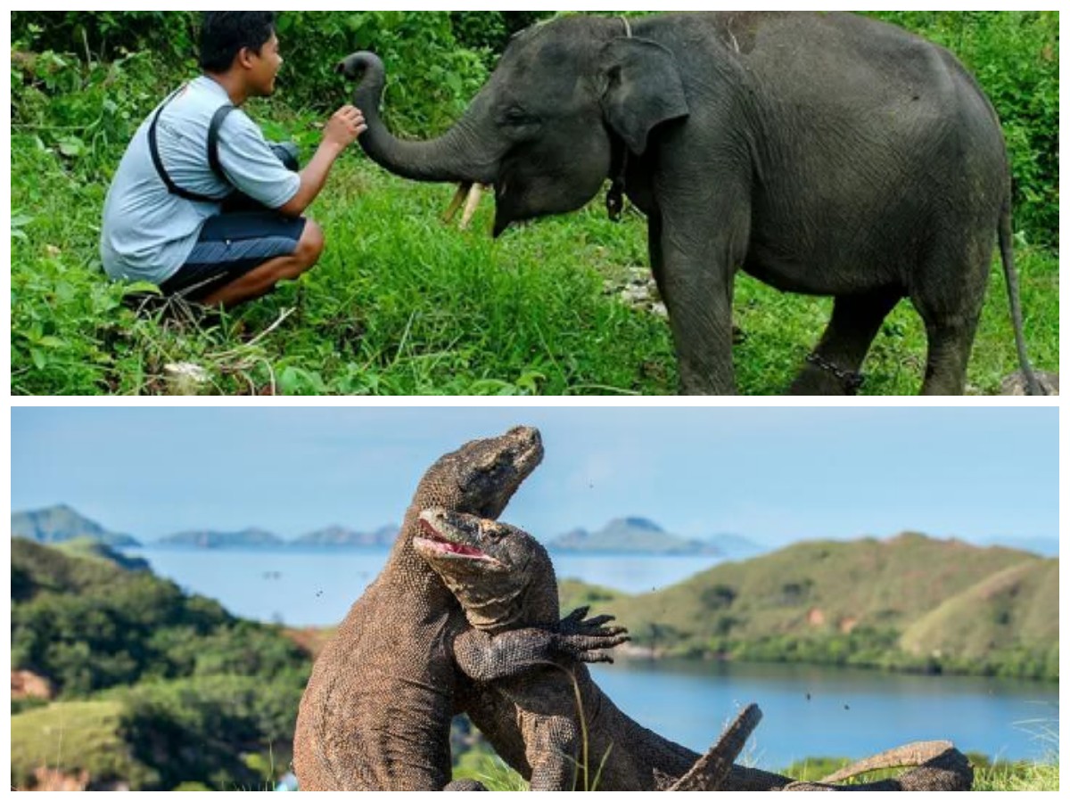 Menjelajahi 6 Destinasi Ekowisata di Indonesia: Tempat Perlindungan Satwa Langka