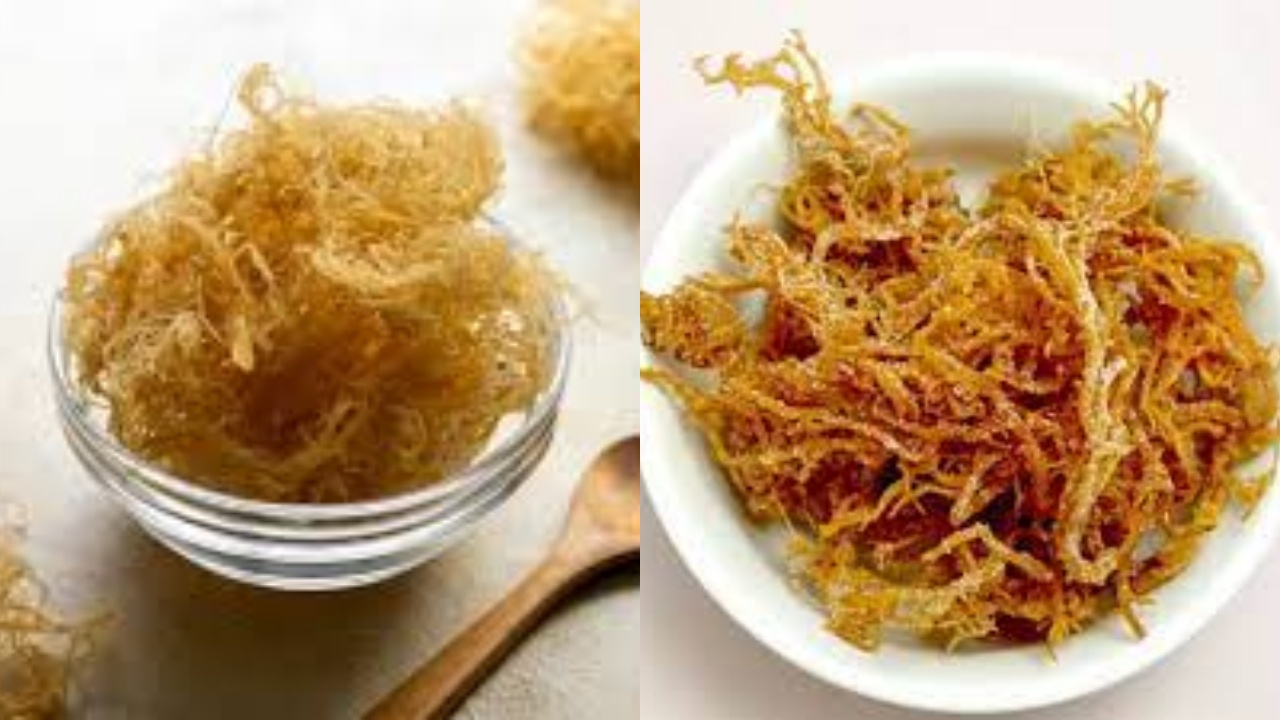 Perlu Kalian Ketahui Inilah 8 Manfaat Lumut Laut Untuk Kesehatan Yang Luar Biasa!