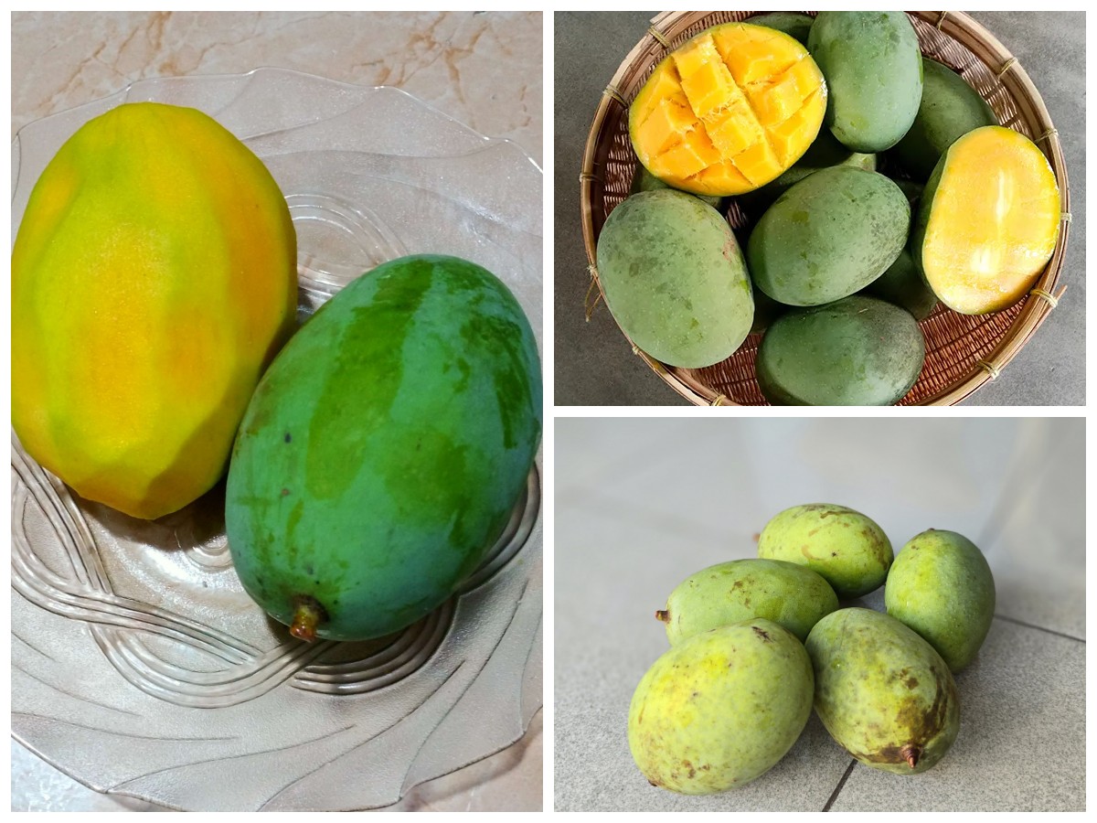 Sejarah dan Manfaat Buah Kuini bagi Kesehatan Tubuh: Dari Tradisi Nusantara hingga Khasiat Modern!