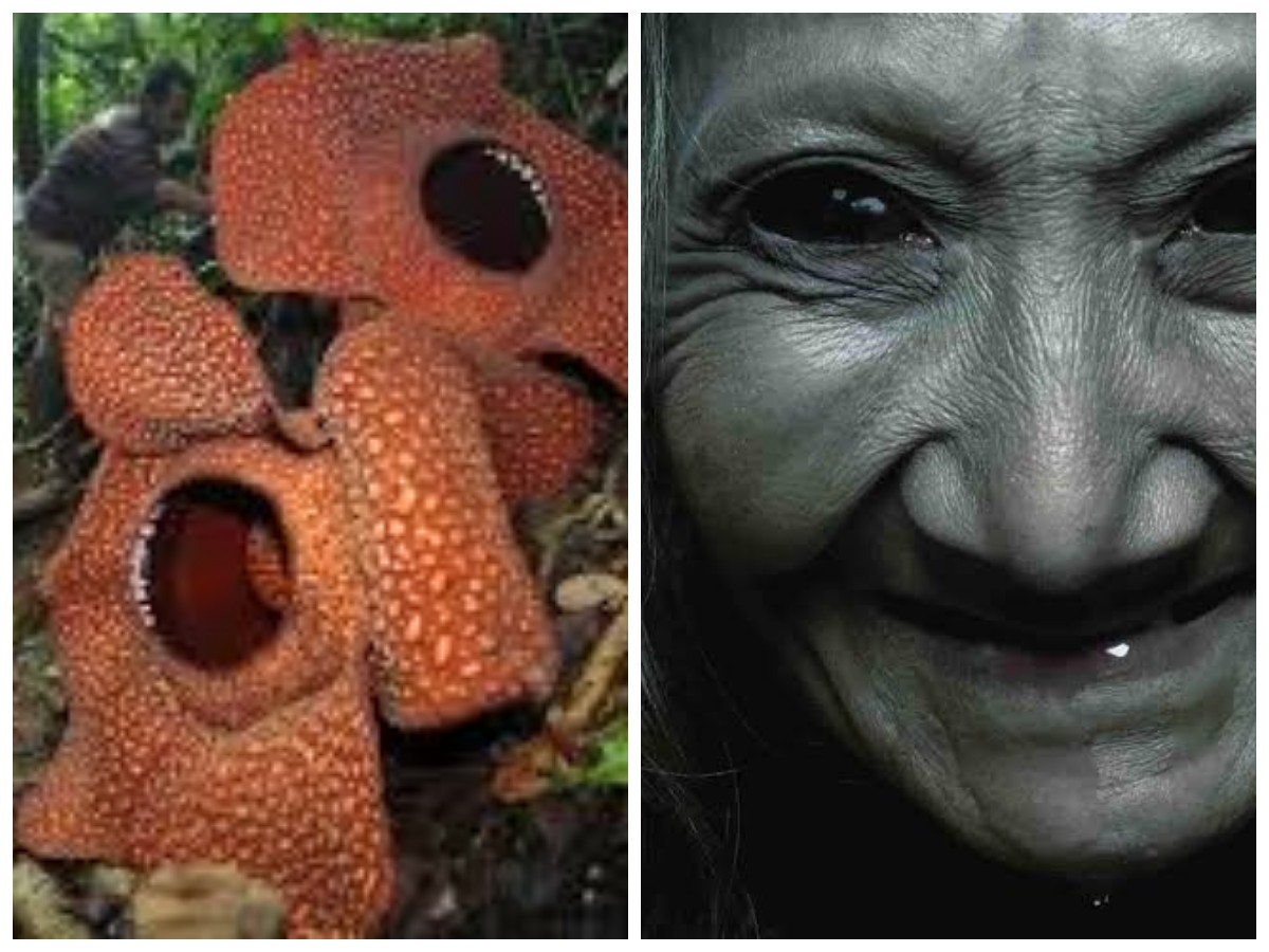 Misteri Tersembunyi di Bumi Rafflesia: Deretan Mitos Bengkulu yang Jarang Terungkap