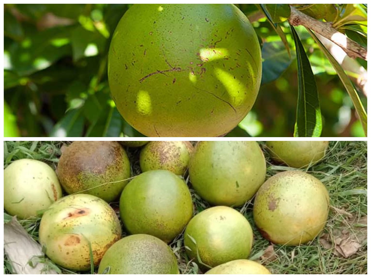 Jarang Tersorot! Buah Berenuk Ini Ternyata Kaya Manfaat untuk Kesehatan