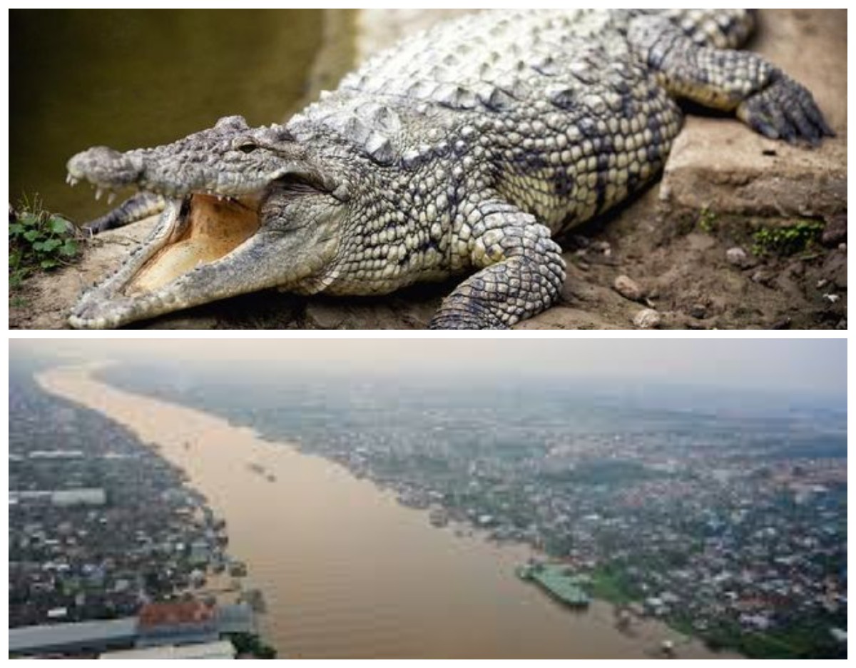 Menggali Legenda Naga dan Buaya Hingga Anak Sang Raja yang Jadi Penunggu Sungai Kapuas Kalimantan 