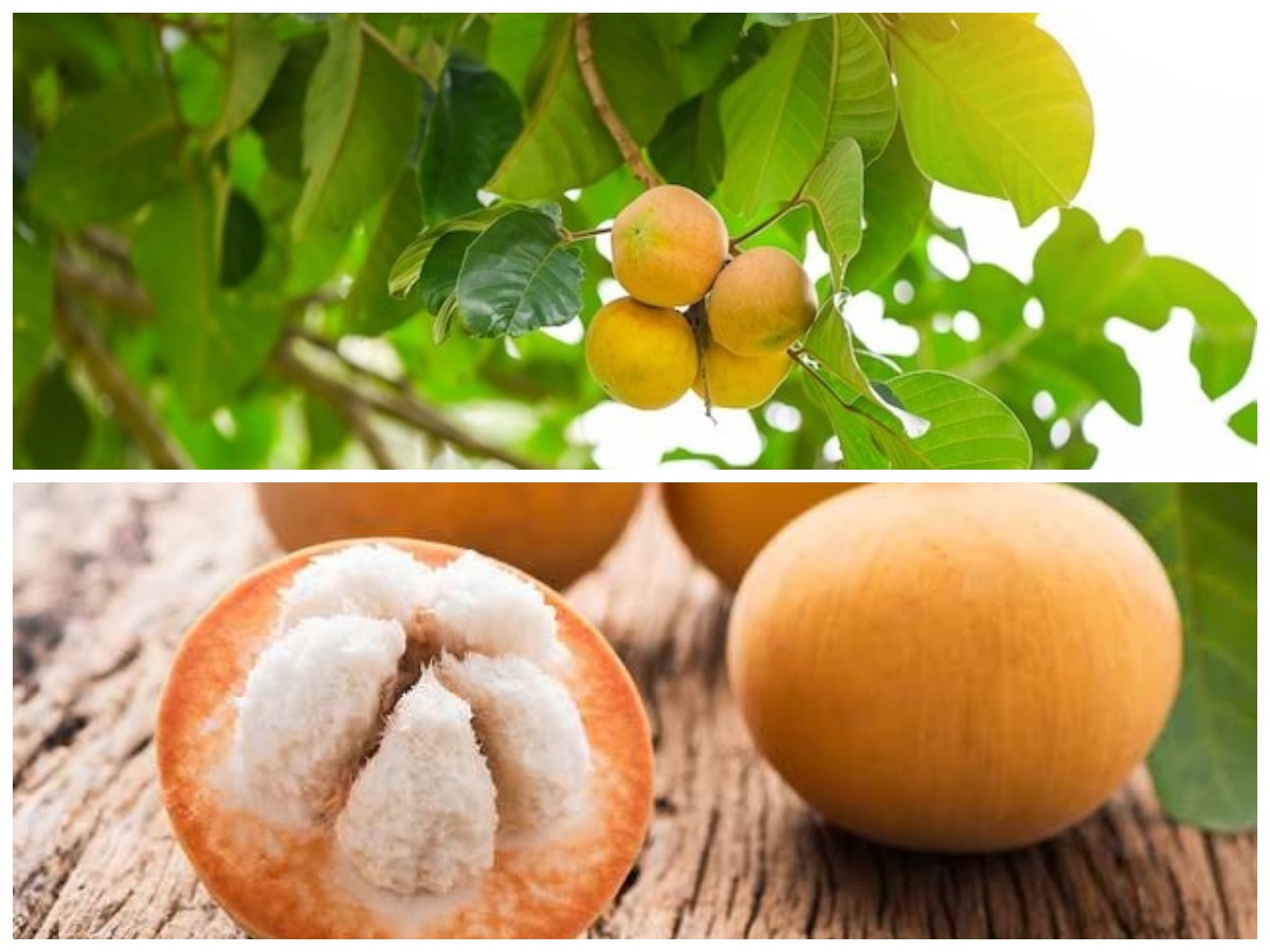 Buah Kecapi: Si Asam Manis Kaya Nutrisi dengan Segudang Khasiat Alami