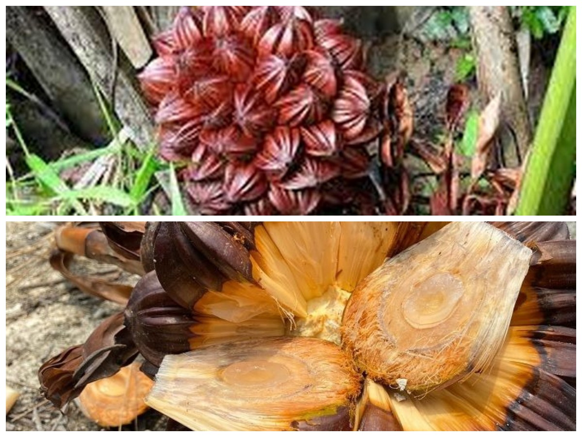 Manfaat Buah Nipah untuk Tubuh serta Alasan Pentingnya Dilestarikan