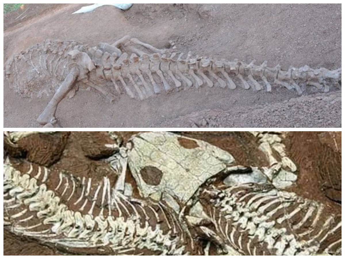 Terungkap! Fosil Dinosaurus Berusia 145 Juta Tahun Ditemukan Peneliti