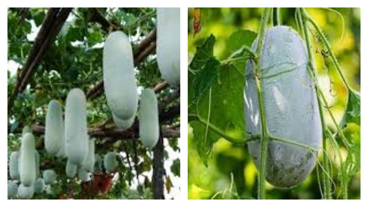 Kenalan dengan Beligo, Kerabat Labu yang Lezat dan Penuh Manfaat