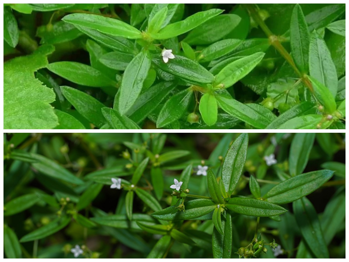 Manfaat Rumput Mutiara untuk Menunjang Kesehatan Tubuh