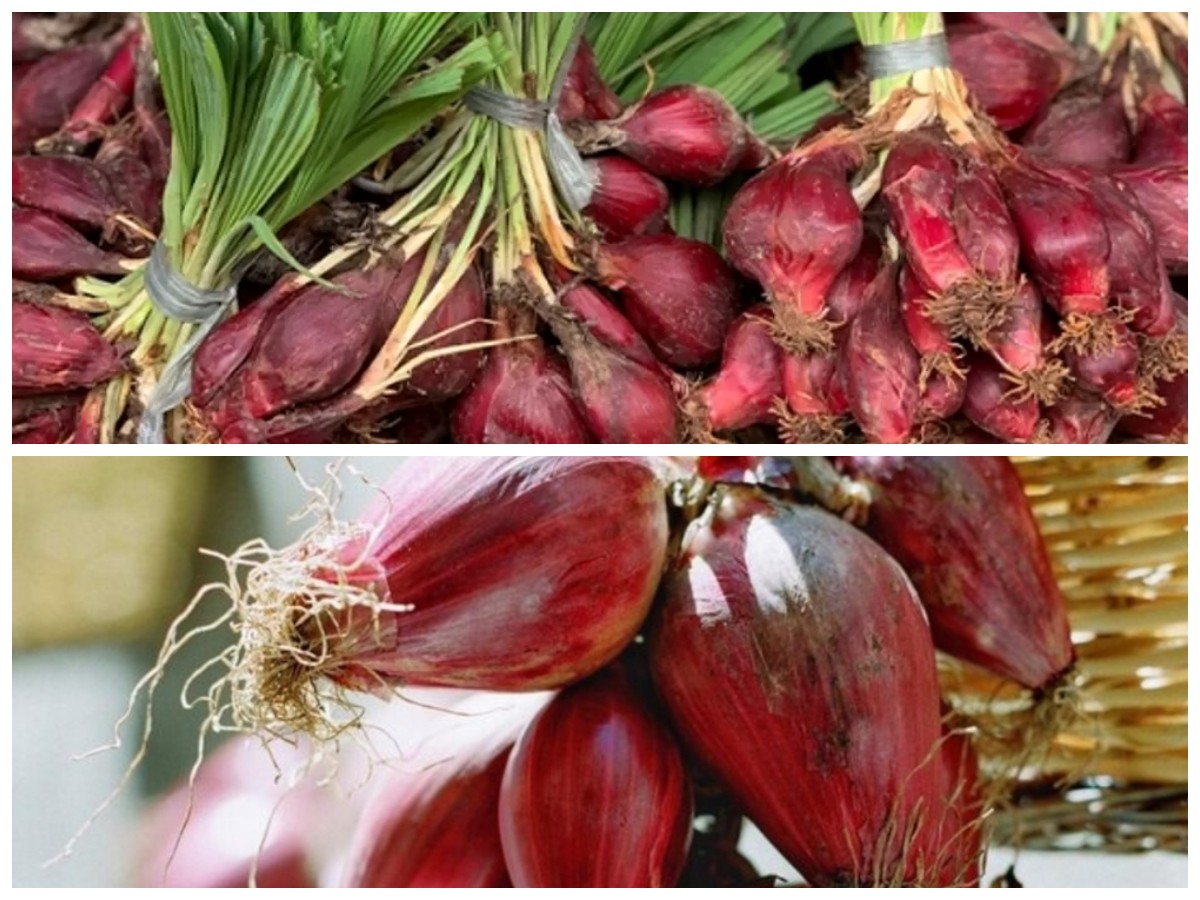 Bawang Dayak: Khasiat Tersembunyi untuk Menurunkan Tekanan Darah Tinggi