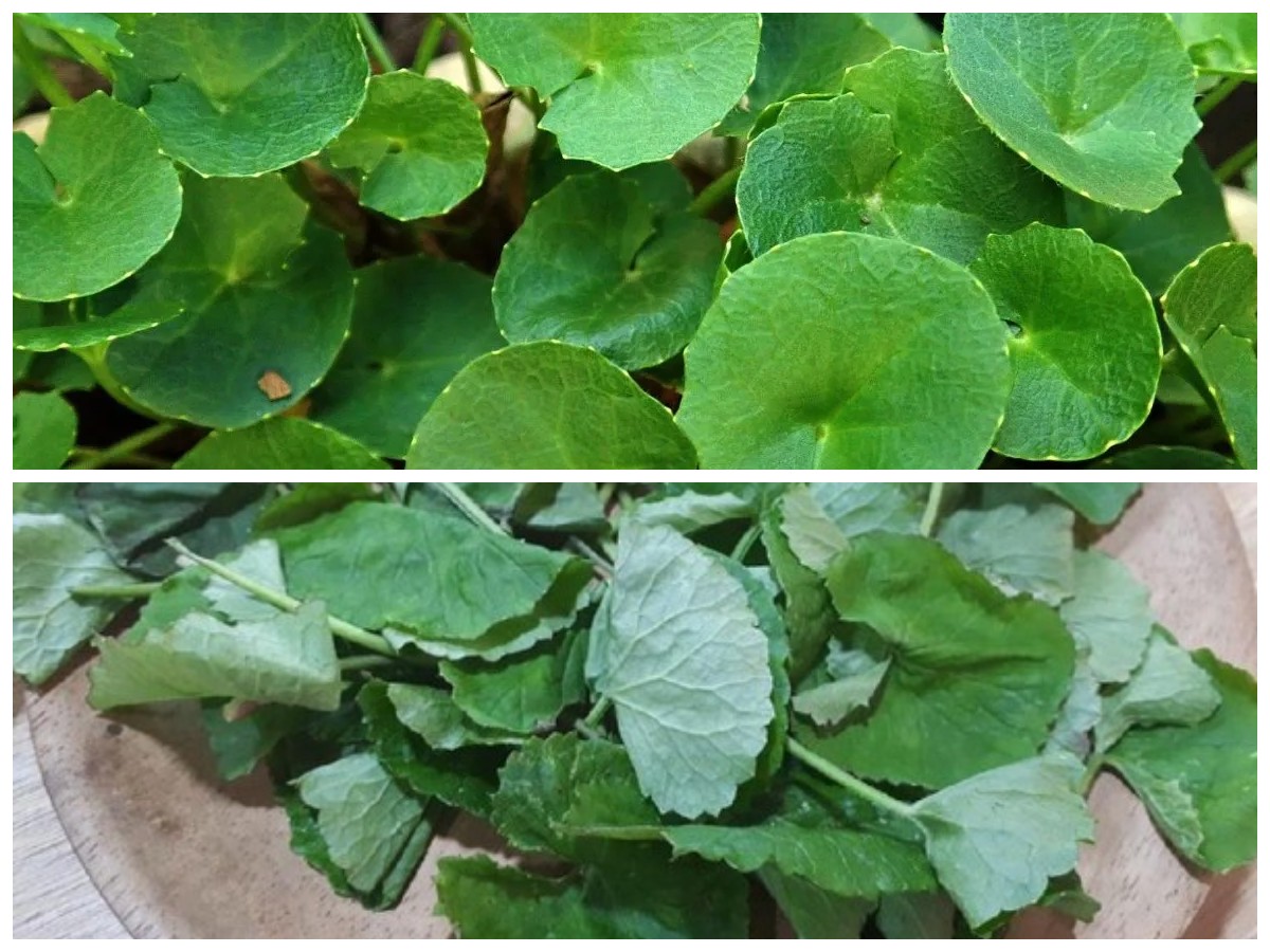 Mengenal Daun Pegagan, Herbal Legendaris yang Dipercaya Sejak Zaman Dulu untuk Kesehatan dan Kecantikan!