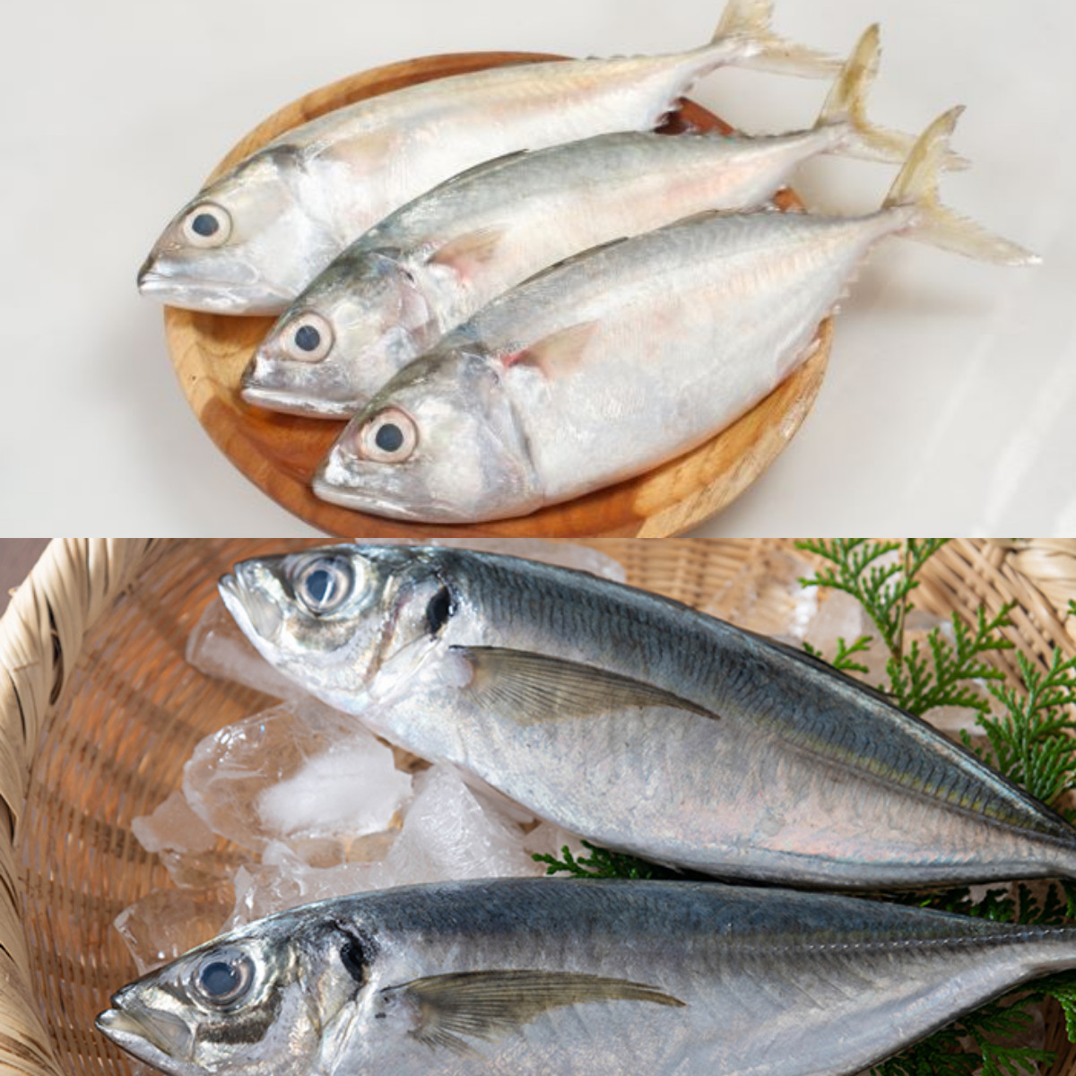 Ayo Kalian Pasti Suka Makan Ikan Kembung? Ini 5 Manfaatnya untuk Kesehatan!