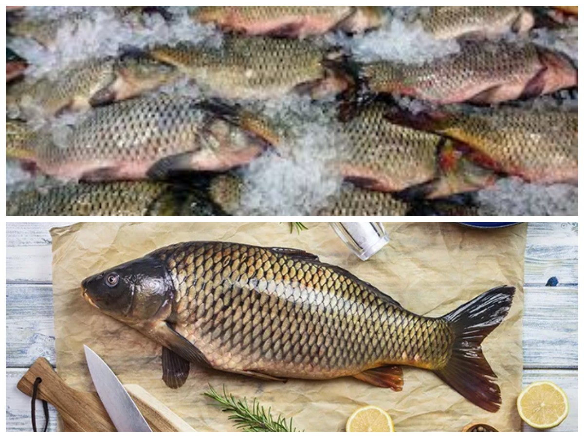 Rahasia Sehat di Balik Ikan Mas: Nutrisi dan Khasiatnya untuk Tubuh