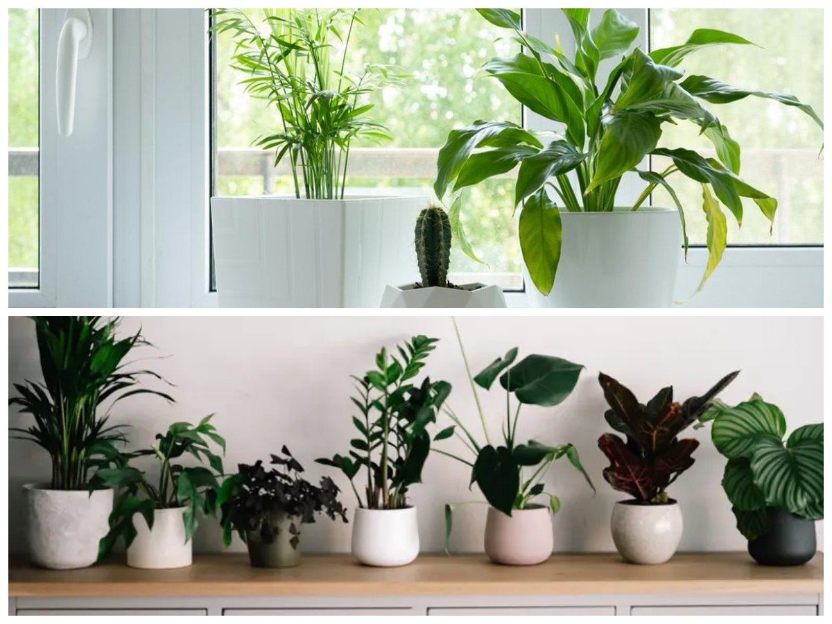 Pilihan Tanaman Indoor yang Cocok untuk Rumah Minimalis Tanpa Taman