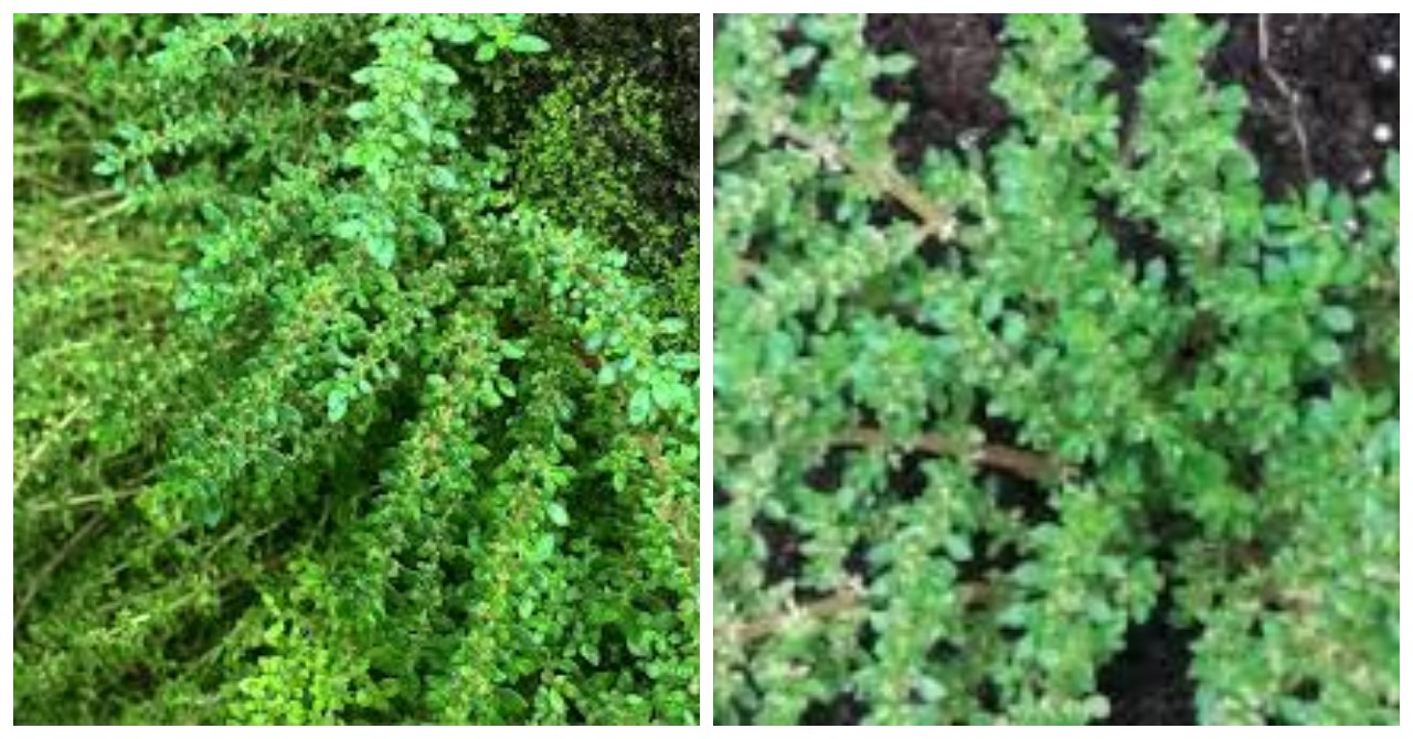 Ketumpangan, Pilea Microphylla: Gulma yang Bermanfaat untuk Kesehatan Tubuh