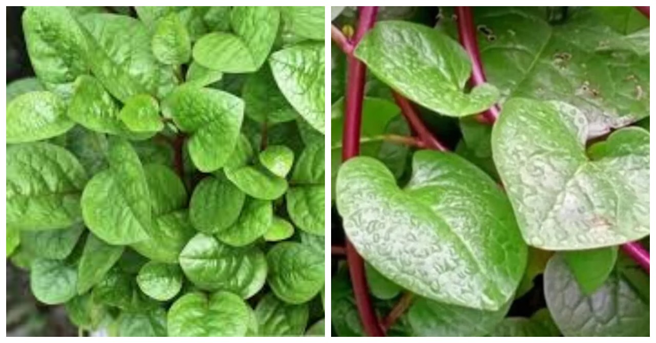 8 Manfaat Daun Binahong untuk Kesehatan 