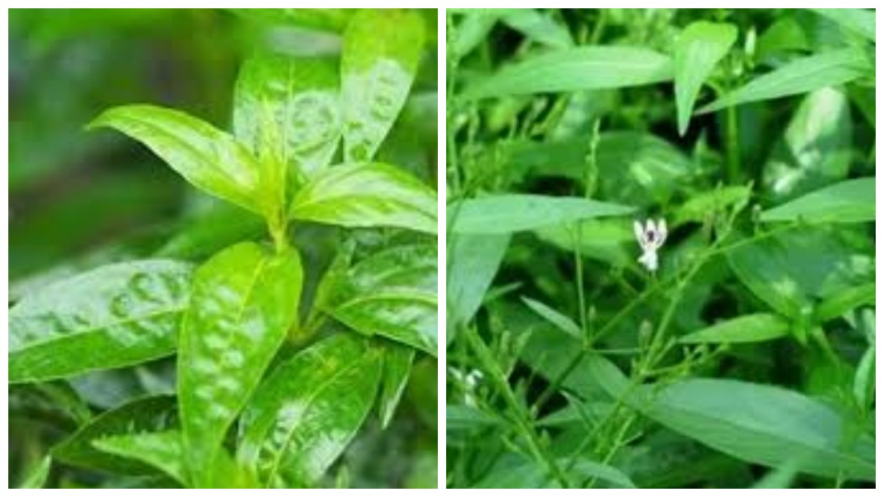 Sambiloto, Kenali 7 Keuntungannya untuk Kesehatan