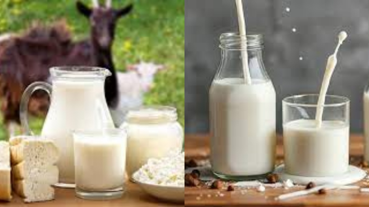 Jarang Diketahui Inilah Manfaat Susu Kambing Untuk Kesehatan!