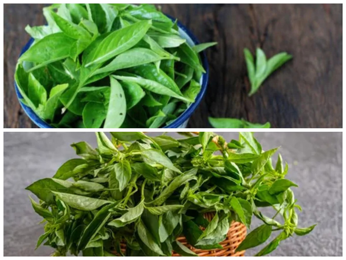 Trik Jitu Menyimpan Daun Kemangi agar Tidak Cepat Layu
