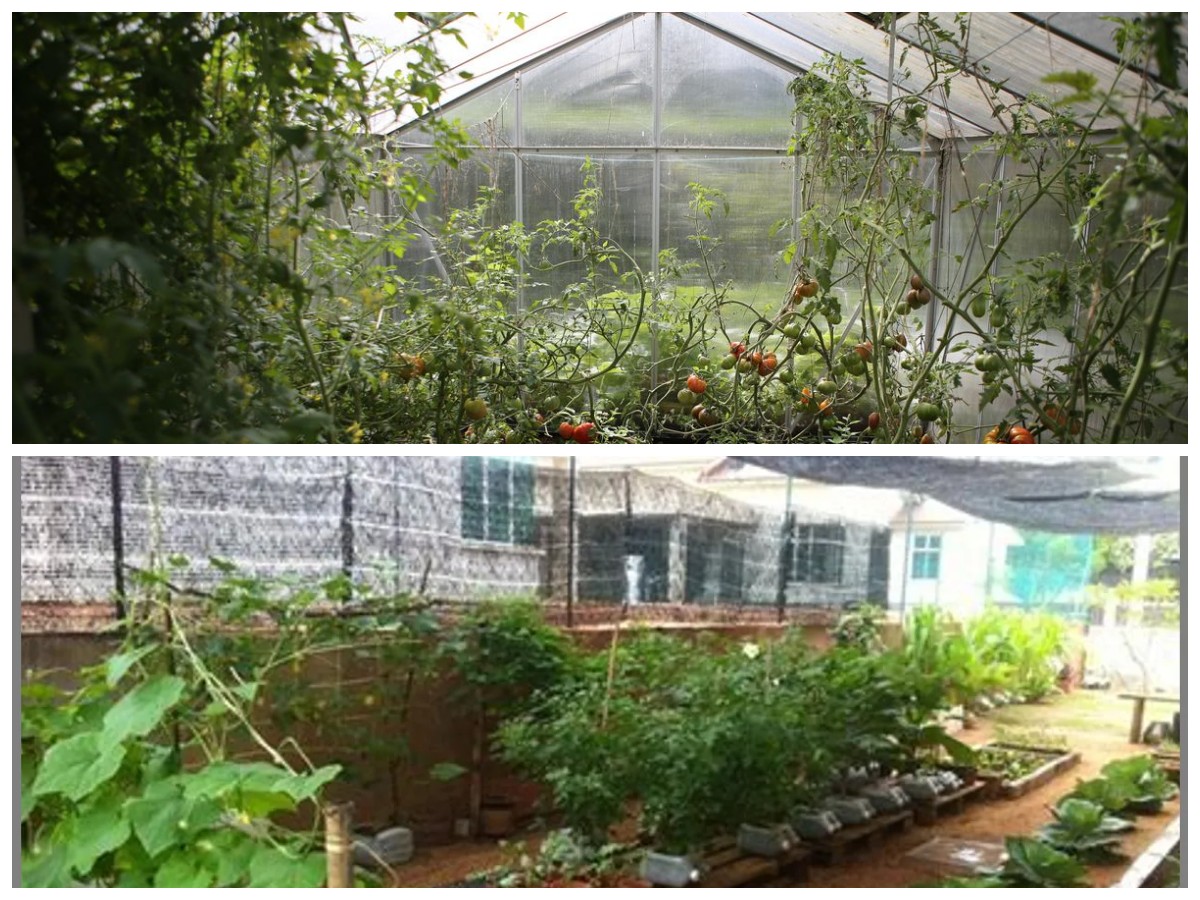 Inspirasi Greenhouse Sederhana untuk Rumah Kecil, Hemat Tempat tapi Tetap Subur
