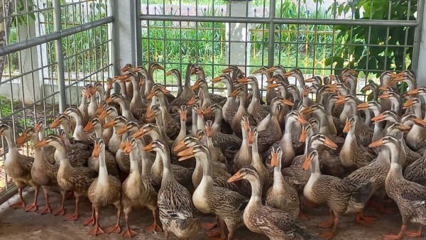 Kelabakan Mencari Bahan Baku