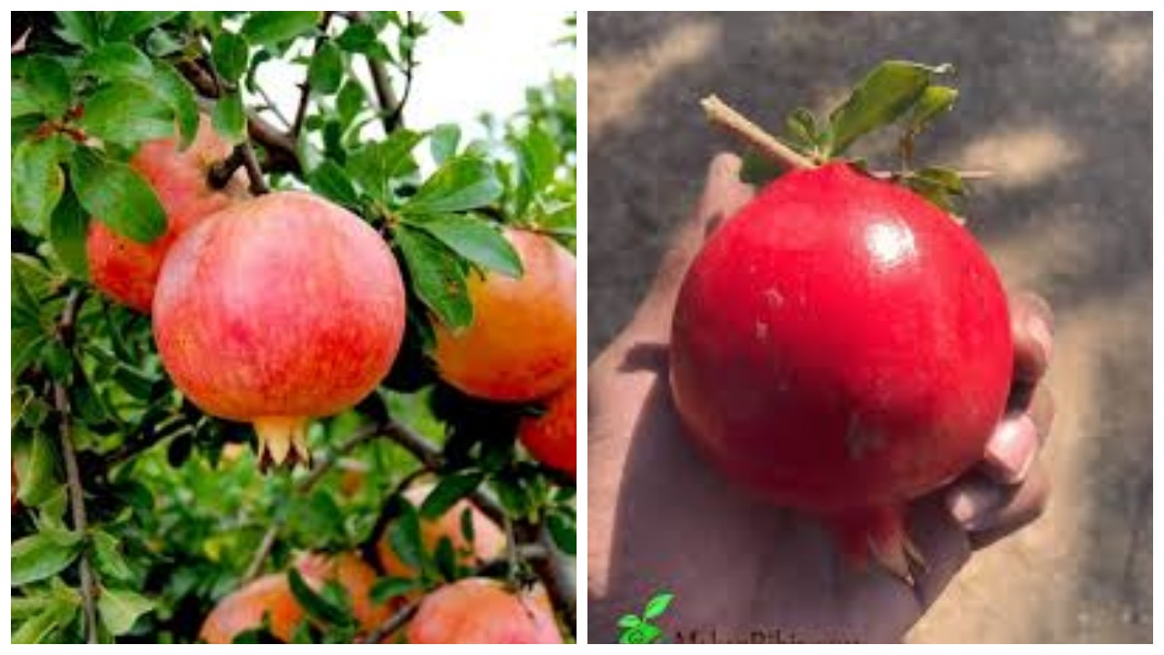 Si Merah yang Khas, Kenali 8 Manfaat Menakjubkan Buah Delima