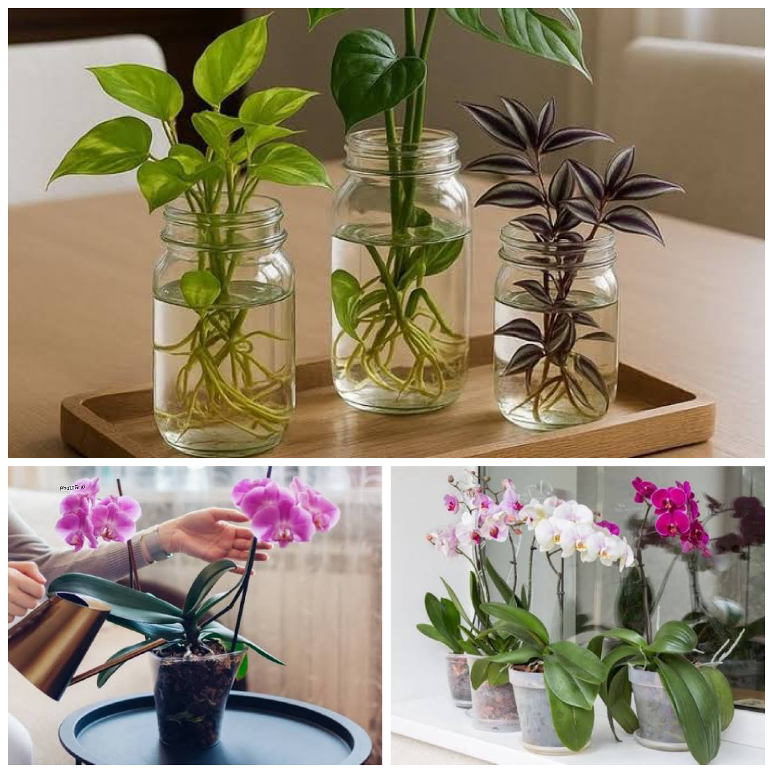 Tak Perlu Tanah! 7 Tanaman Hias Hidroponik Indoor di Botol & Vas yang Cantik dan Mudah Dirawat!