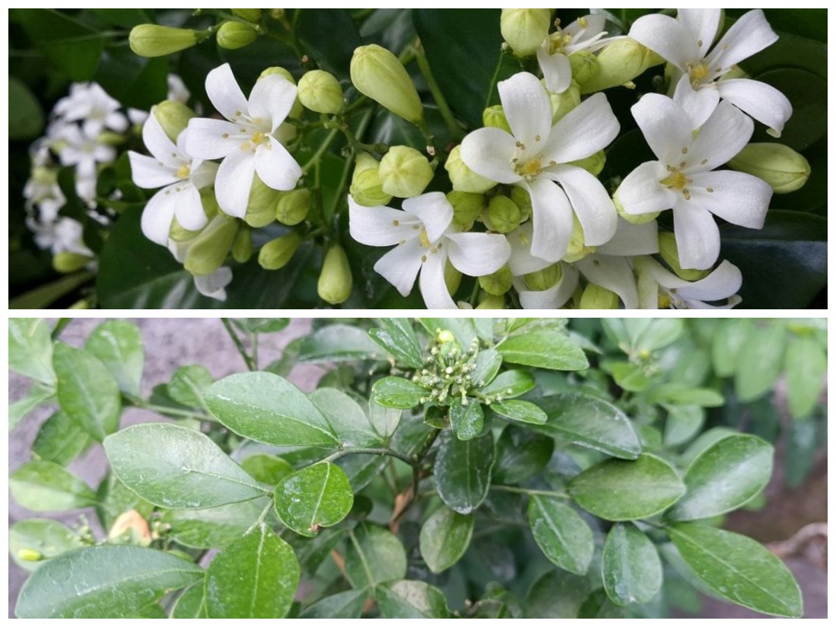 Daun Kemuning Ternyata Punya Khasiat Hebat, Termasuk untuk Rematik dan Kesehatan Tubuh