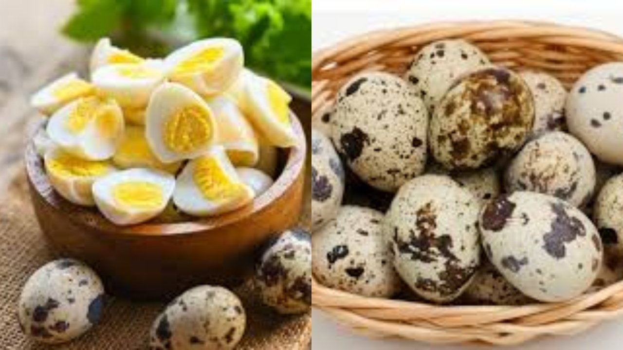  Tinggi Protein Berkualitas Inilah Manfaat Telur Puluh Bagi Kesehatan Yang Harus Kalian Ketahui!