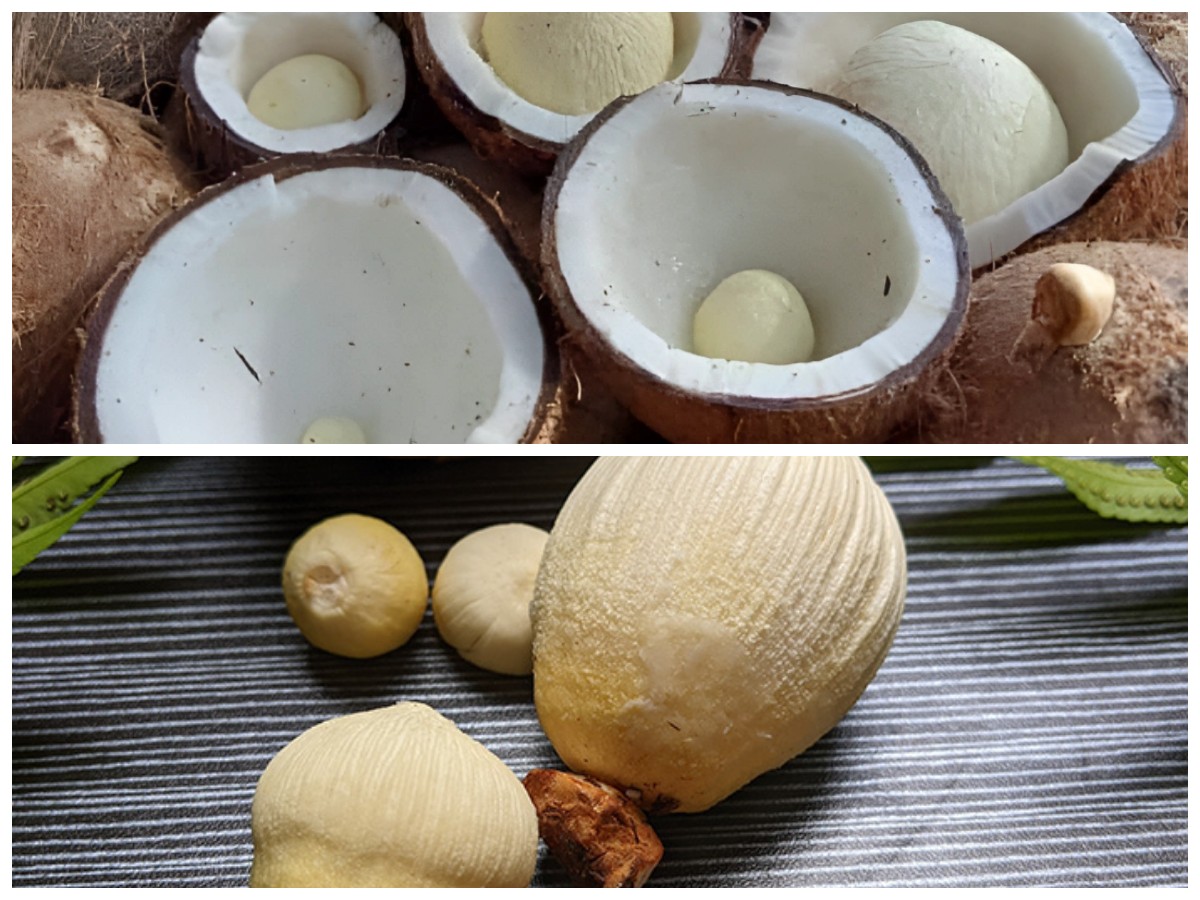 Kentos Kelapa: Camilan Sehat dari Dalam Kelapa yang Bermanfaat untuk Tubuh