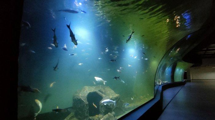 Aquarium Raksasa yang Ada di Indonesia Bikin Kalian Kagum, Cek Dimana Saja!