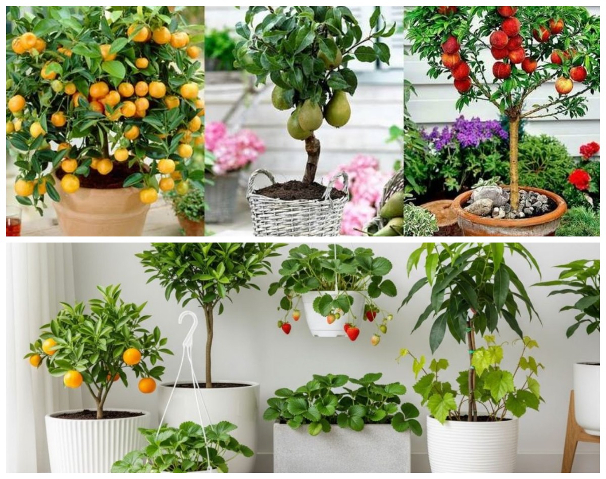 7 Tanaman Buah yang Cocok di Pot Besar: Estetik, Hemat Lahan, dan Tips Rahasia Cepat Berbuah