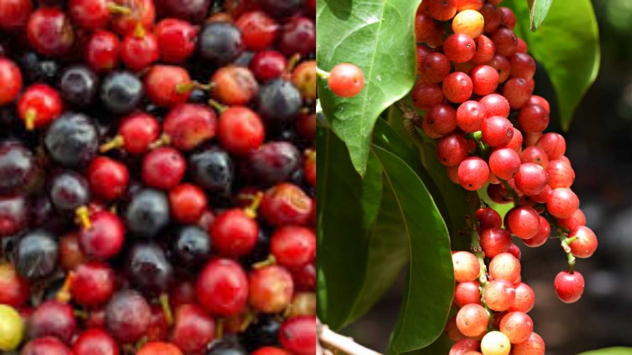 Buah Buni: Kaya Nutrisi, Ketahui Manfaatnya yang Mengagumkan!