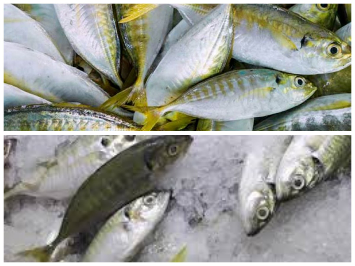 Mengungkap Khasiat Ikan Selar: Sumber Gizi Tinggi untuk Tubuh Bugar