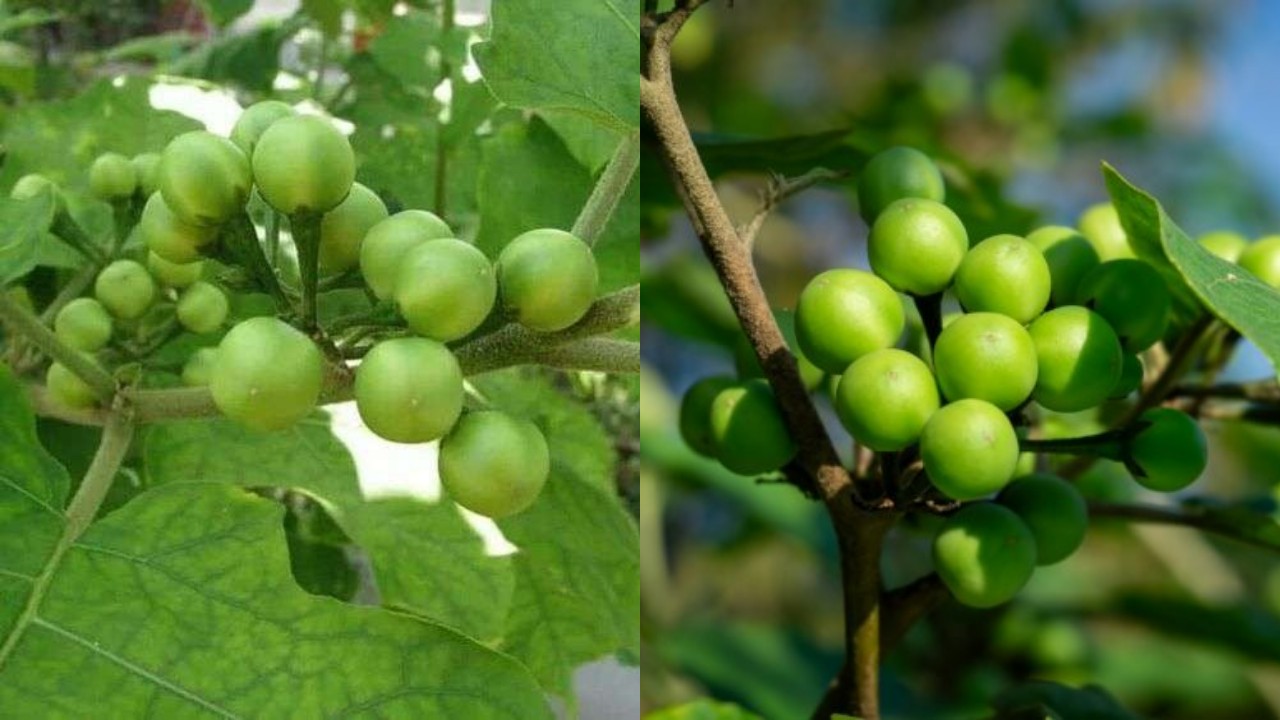 Mengungkap Manfaat Tekokak, Tumbuhan Liar yang Sering Diremehkan!