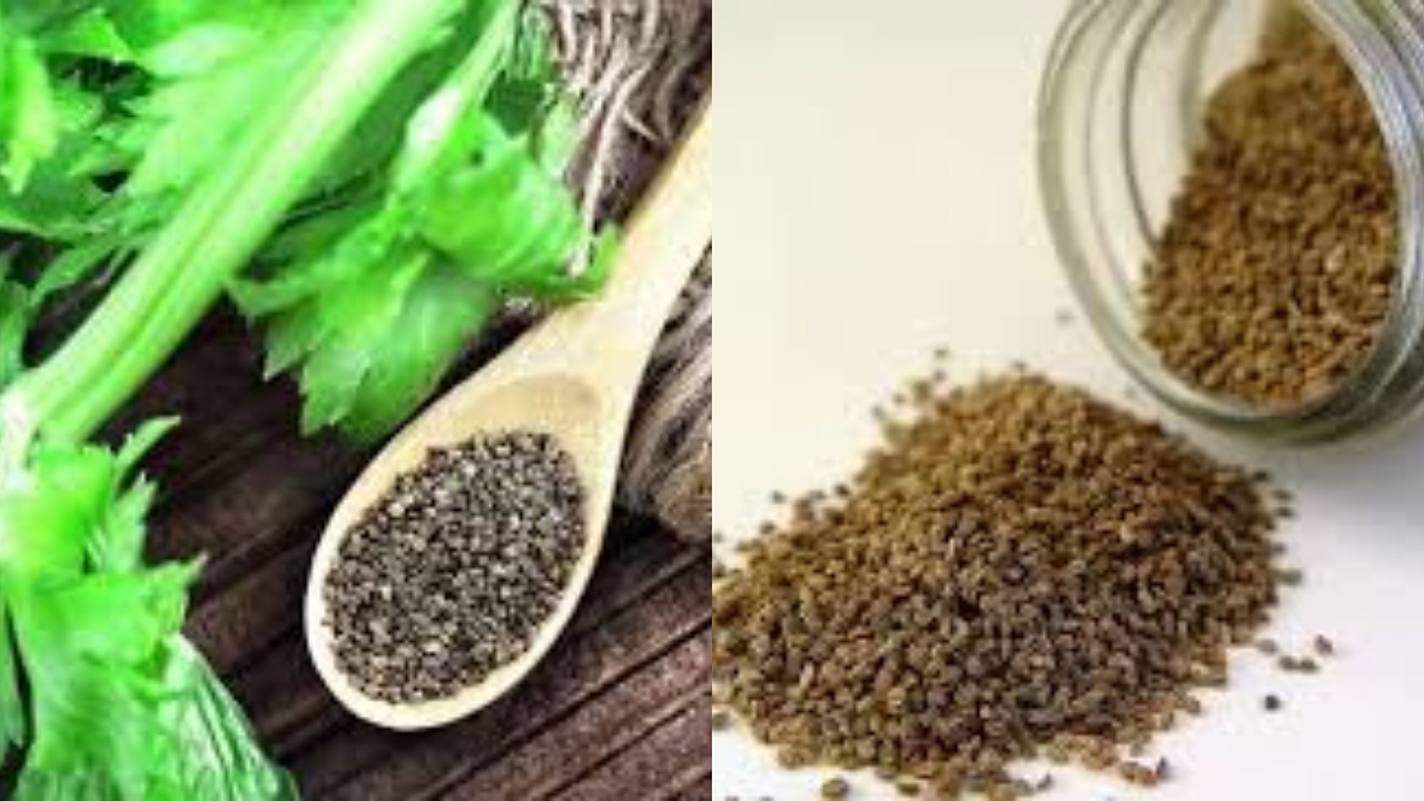 Beragam Manfaat Biji Seledri Untuk Kesehatan Tubuh Yang Luar Biasa!