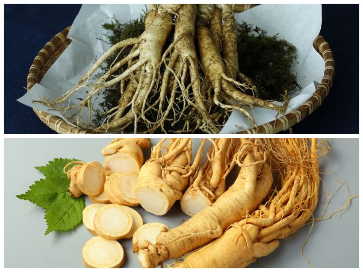 Rahasia Ajaib Ginseng: Tanaman Herbal yang Efektif Mengontrol Gula Darah dan Menjaga Energi Tubuh