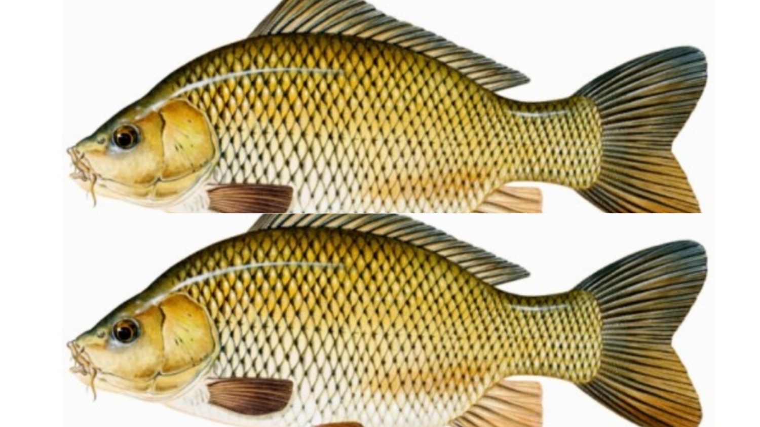 Mendukung Kesehatan Otak dan Saraf Inilah Manfaat Dari Ikan Mas Yang Harus Kalian Ketahui! 