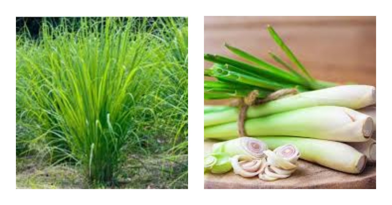 11 Kegunaan Sereh untuk Kesehatan