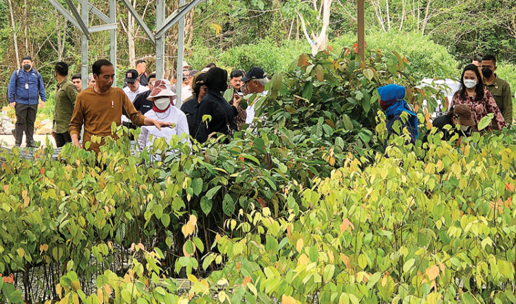 Hutan Kota di IKN Jadi Tempat Proteksi Bekantan-Orang Utan