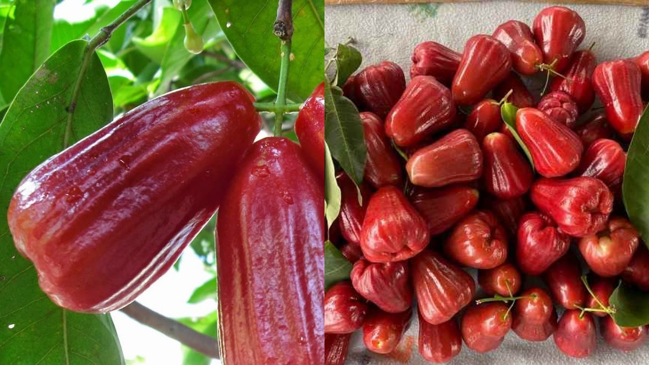 Wow! Ternyata Banyak Manfaatnya Jambu Air bagi Kesehatan