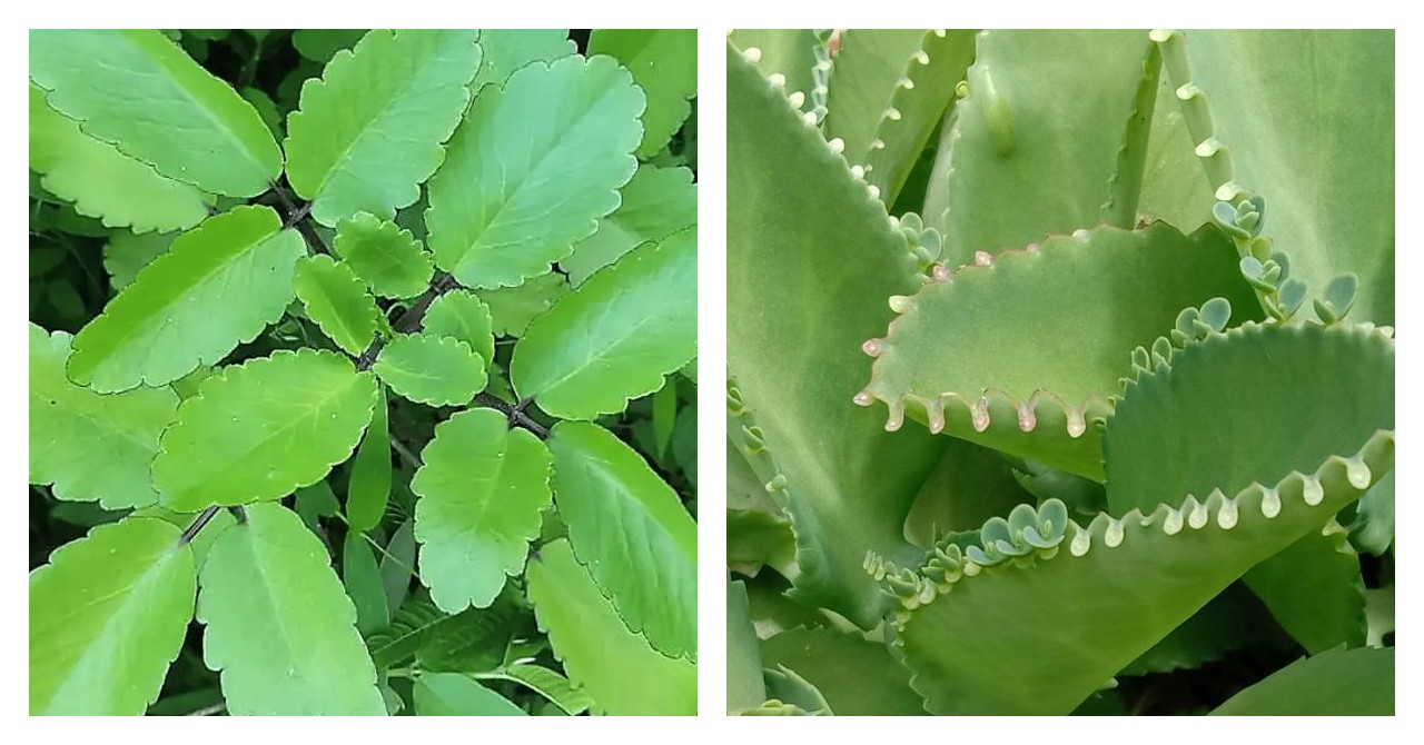 Manfaat Daun Cocor Bebek: Tanaman Sederhana dengan Segudang Khasiat