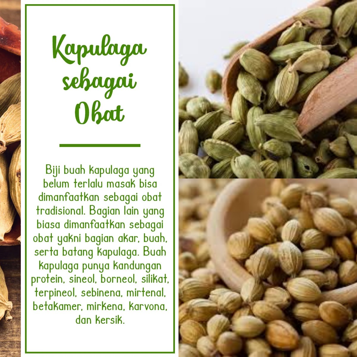 Kapulaga, Obat Ampuh? Temukan 5 Manfaat Kesehatannya yang Mengejutkan!