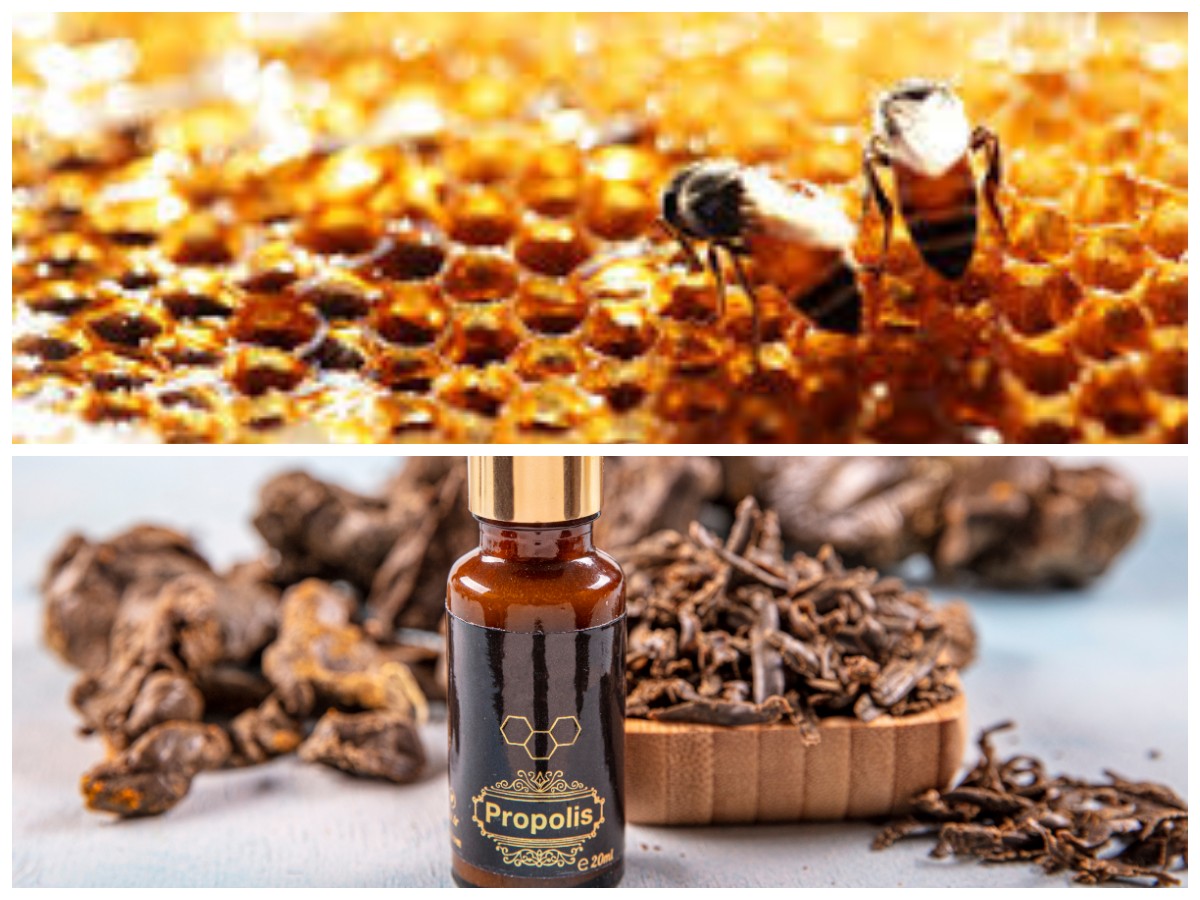 Propolis dan Khasiatnya: Cara Alami Menjaga Kesehatan Tubuh dari Produksi Lebah